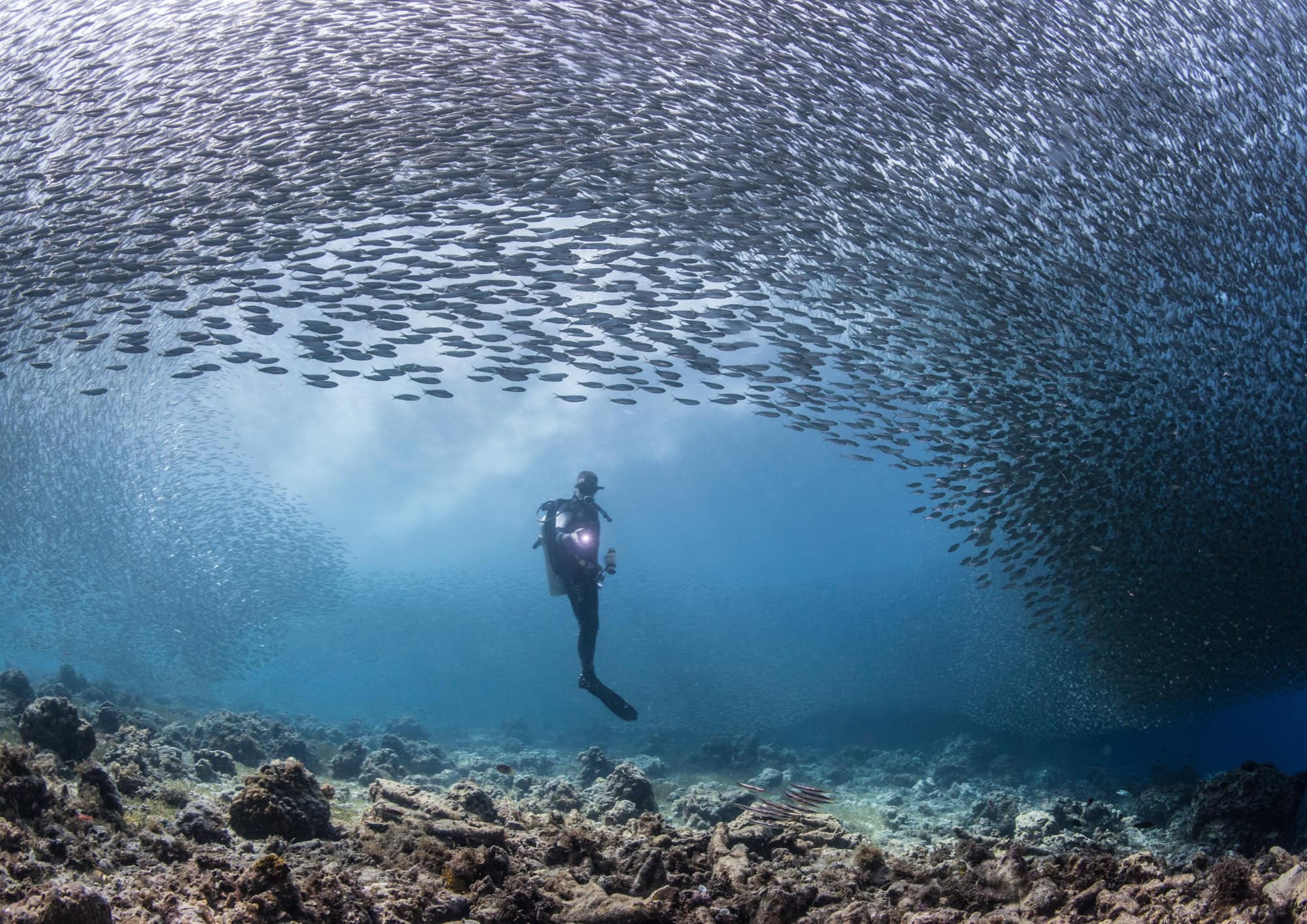 Scuba diver swimming beneath the famous sardine run off the coast of Moalboal.